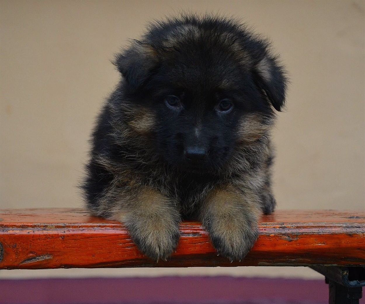 Каждая собака особенна