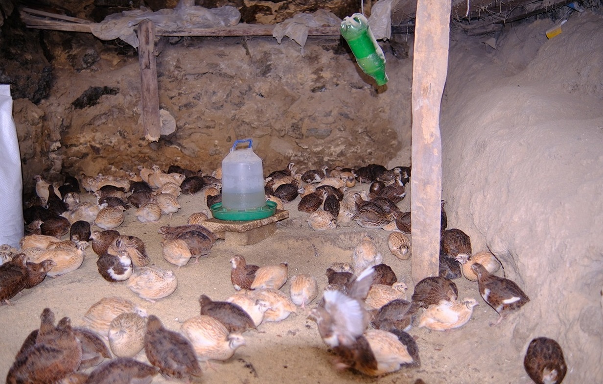 Переселенець з Лисичанська Данило почав розводити на Черкащині перепілок, 14.03.2024